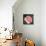 Soft Portrait of Single Apricot Pink Rose-Alaya Gadeh-Premier Image Canvas displayed on a wall