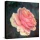 Soft Portrait of Single Apricot Pink Rose-Alaya Gadeh-Premier Image Canvas