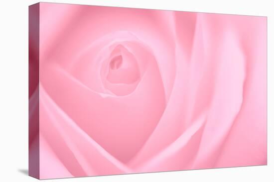 Soft Rose 2-Doug Chinnery-Premier Image Canvas