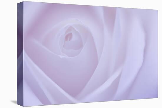 Soft Rose 6-Doug Chinnery-Premier Image Canvas