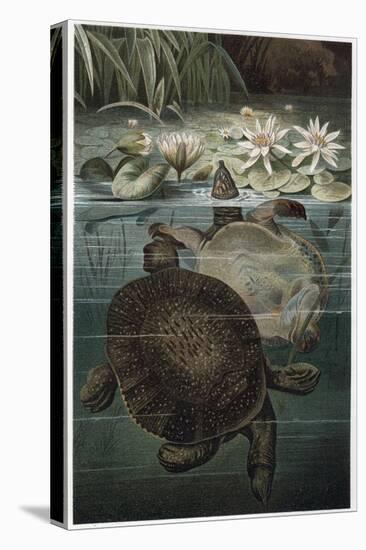 Soft Shelled Turtle by Alfred Edmund Brehm-Stefano Bianchetti-Premier Image Canvas