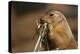 Soft Touch-Susann Parker-Premier Image Canvas