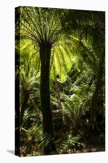 Soft tree-fern (Dicksonia antarctica), Great Otway National Park, Victoria, Australia, Pacific-Richard Nebesky-Premier Image Canvas