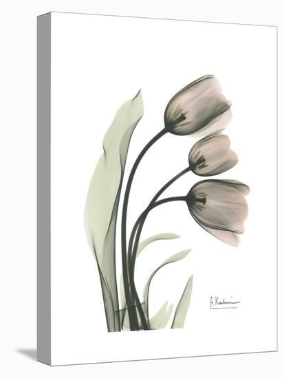 Soft Tulip Portrait 1-Albert Koetsier-Stretched Canvas