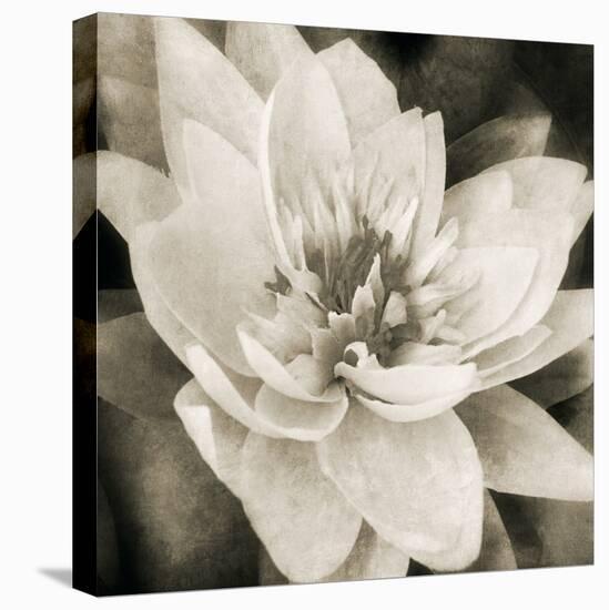 Soft Water Lily-Pete Kelly-Stretched Canvas