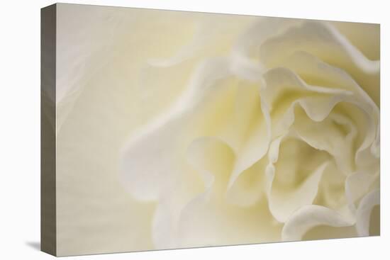 Soft White Begonia II-Rita Crane-Premier Image Canvas