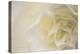 Soft White Begonia II-Rita Crane-Premier Image Canvas