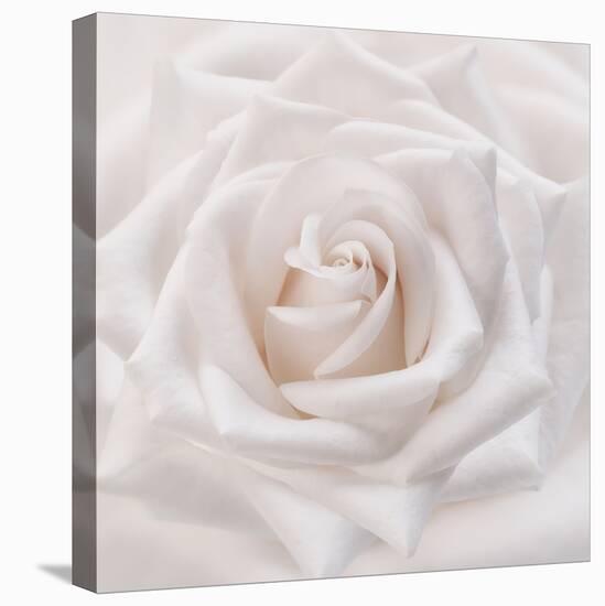 Soft White Rose-Cora Niele-Premier Image Canvas