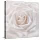 Soft White Rose-Cora Niele-Premier Image Canvas