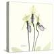 Soft Yellow Orchids-Albert Koetsier-Stretched Canvas