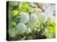 Softly Blooming-Helen White-Premier Image Canvas