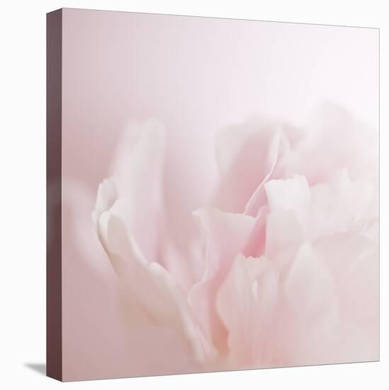 Softly Pink-Doug Chinnery-Premier Image Canvas
