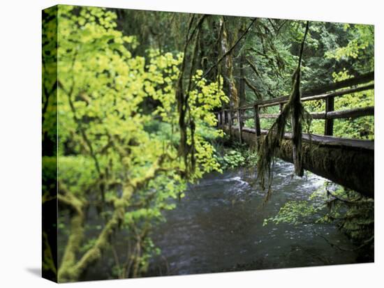 Sol Duc Creek in Old-Growth Rainforest, Olympic National Park, Washington, USA-Stuart Westmoreland-Premier Image Canvas