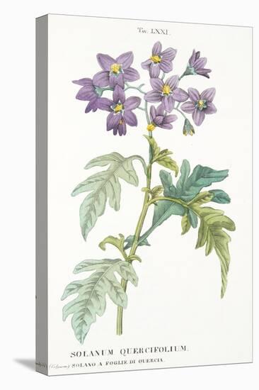 Solanum Quercifolium, Plate Lxxi, from L'antotrofia Ossia La Coltivazione De'fiori by Antonio Picci-Italian School-Premier Image Canvas