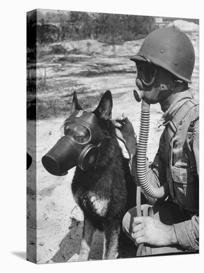 Soldier and German Shepard Wearing Gas Masks for Chemical Warfare Maneuvers-Andreas Feininger-Premier Image Canvas