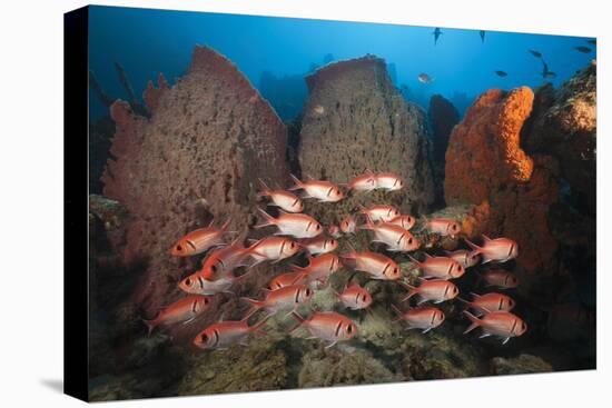 Soldierfish on Coral Reef-Reinhard Dirscherl-Premier Image Canvas