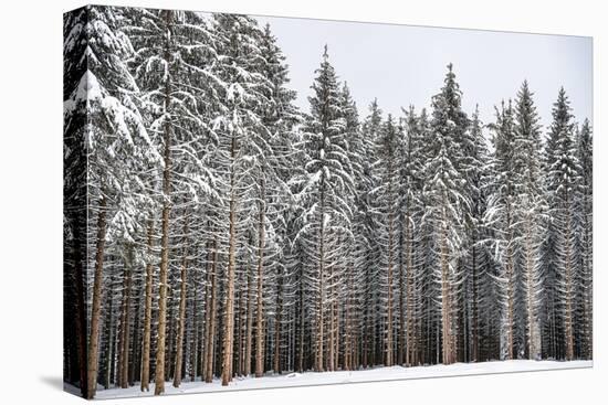 Soldiers of Winter-Philippe Sainte-Laudy-Premier Image Canvas