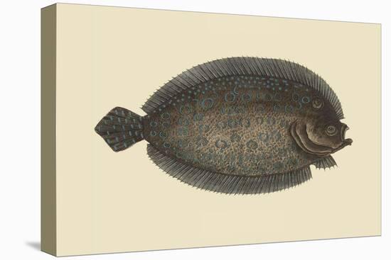 Sole-Mark Catesby-Stretched Canvas