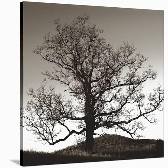 Solemn Tree-Erin Clark-Stretched Canvas