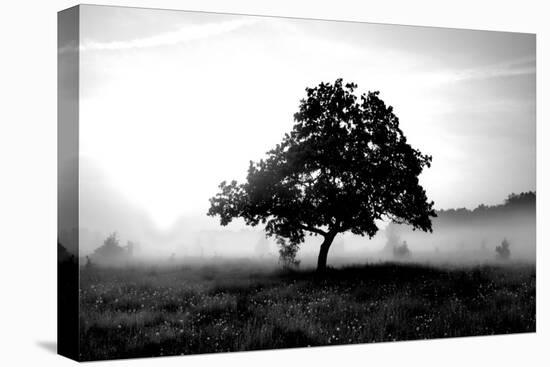 Solemn Tree-PhotoINC Studio-Stretched Canvas