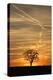 Solitaire-Tree, Silhouette, Sunset, Nature, Tree-Ronald Wittek-Premier Image Canvas