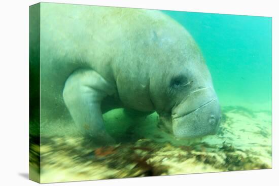 Solitary Manatee Swimming in the Weeki Wachee River, Florida-James White-Premier Image Canvas