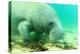 Solitary Manatee Swimming in the Weeki Wachee River, Florida-James White-Premier Image Canvas