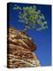 Solitary Ponderosa Pine on Top of a Sandstone Outcrop in the Zion National Park, in Utah, USA-Tomlinson Ruth-Premier Image Canvas