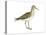 Solitary Sandpiper (Tringa Solitaria), Birds-Encyclopaedia Britannica-Stretched Canvas