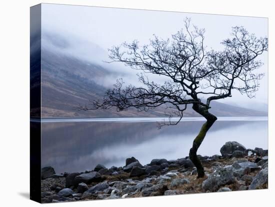 Solitary Tree on the Shore of Loch Etive, Highlands, Scotland, UK-Nadia Isakova-Premier Image Canvas