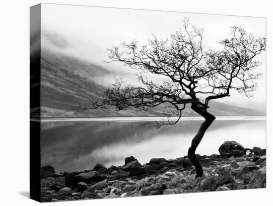 Solitary Tree on the Shore of Loch Etive, Highlands, Scotland, UK-Nadia Isakova-Premier Image Canvas