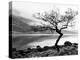 Solitary Tree on the Shore of Loch Etive, Highlands, Scotland, UK-Nadia Isakova-Premier Image Canvas