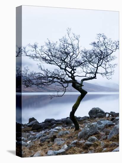 Solitary Tree on the Shore of Loch Etive, Highlands, Scotland, UK-Nadia Isakova-Premier Image Canvas