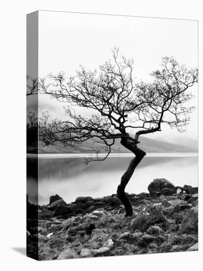 Solitary Tree on the Shore of Loch Etive, Highlands, Scotland, UK-Nadia Isakova-Premier Image Canvas