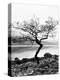 Solitary Tree on the Shore of Loch Etive, Highlands, Scotland, UK-Nadia Isakova-Premier Image Canvas