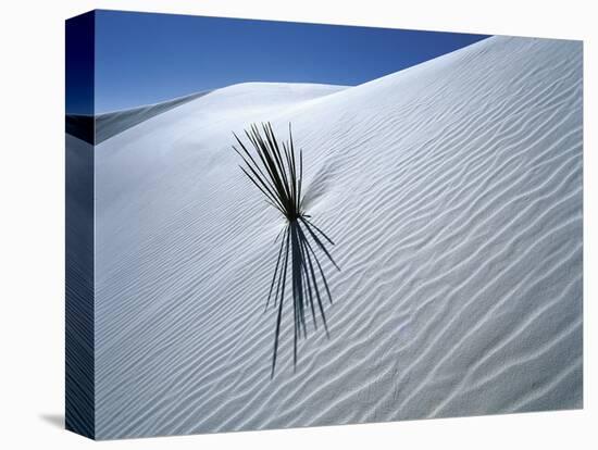 Solitary Yucca Grows on Gypsum Sand Dune, White Sands National Monument, New Mexico, USA-Jim Zuckerman-Premier Image Canvas