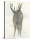 Solo Deer-Beverly Dyer-Stretched Canvas