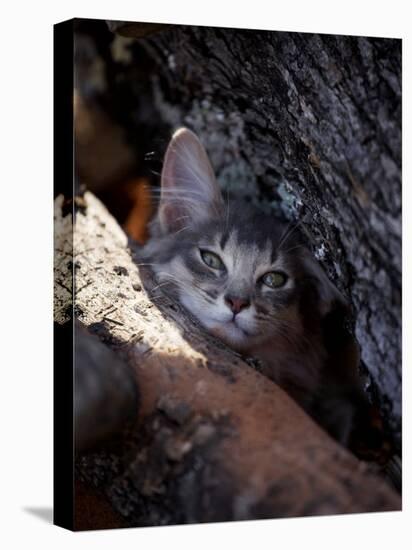 Somali Cat in Tree-Adriano Bacchella-Premier Image Canvas