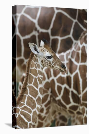 Somali Giraffe, Giraffa Camelopardalis Reticulata, Young Animal in the Herd, Close-Up-Andreas Keil-Premier Image Canvas