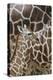 Somali Giraffe, Giraffa Camelopardalis Reticulata, Young Animal in the Herd, Close-Up-Andreas Keil-Premier Image Canvas