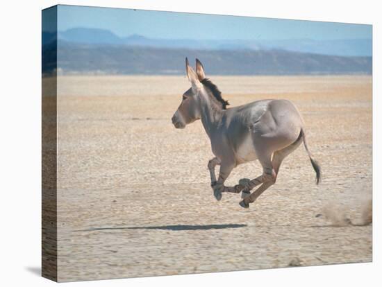 Somali Wild Ass Running Across Parched Soil in Danakil Depression, Near Sardo Village-Carlo Bavagnoli-Premier Image Canvas