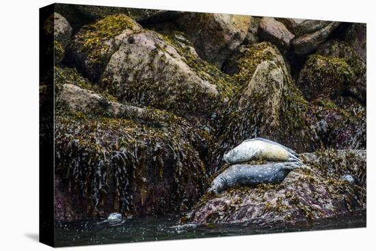 Some Harbor Seals Resting on the Rocks of Resurrection Bay-Sheila Haddad-Premier Image Canvas