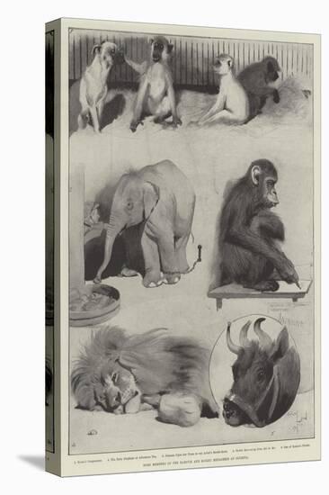 Some Members of the Barnum and Bailey Menagerie at Olympia-Cecil Aldin-Premier Image Canvas