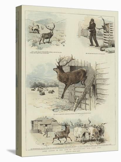 Some Scenes in the Life of Sutherland, Our Tame Stag-Charles Burton Barber-Premier Image Canvas