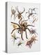 Some Species of Spiders, Argiopidae, Drawing-null-Premier Image Canvas