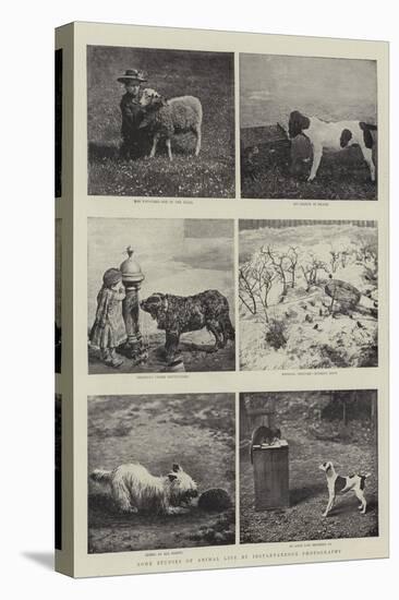 Some Studies of Animal Life by Instantaneous Photography-null-Premier Image Canvas