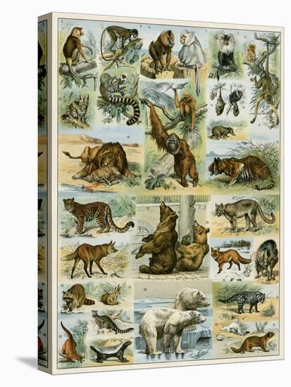 Some Wild Animals of the World-null-Premier Image Canvas