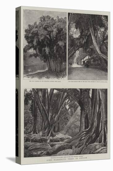 Some Wonderful Trees in Ceylon-null-Premier Image Canvas