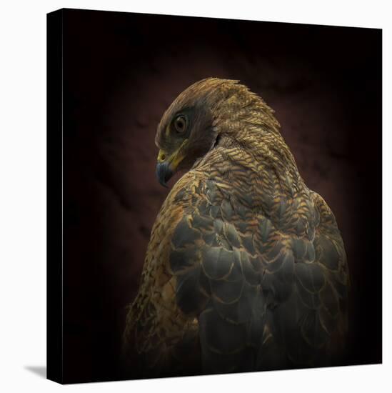 Somebody Watch Me-Savanna Hawk-Ferdinando Valverde-Premier Image Canvas