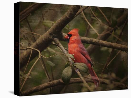 Song of the Red Bird 1-Jai Johnson-Premier Image Canvas